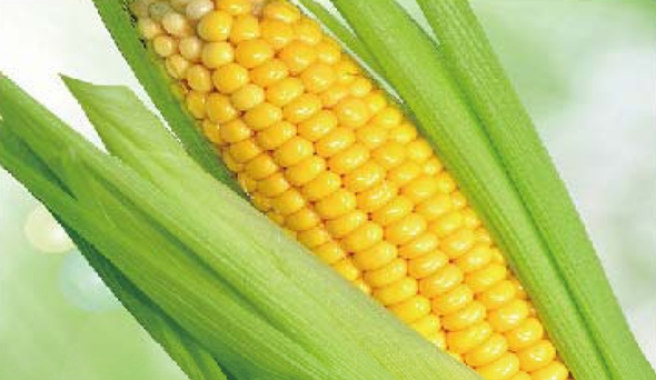 陶瓷膜应用：生物、医药行业